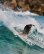 画像5: NEW!!　FCSII MICK  FANNING TWIN（2+1)　”CENTER FIN XL”　/　Black　［バラフィン］ (5)