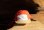 画像1: NEW!! RED REEF SURF CAP (1)